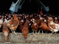 Bird flu outbreak triggers Britain-wide prevention zone