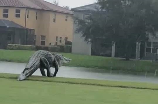 A giant alligator was spotted on a Naples, Florida golf course