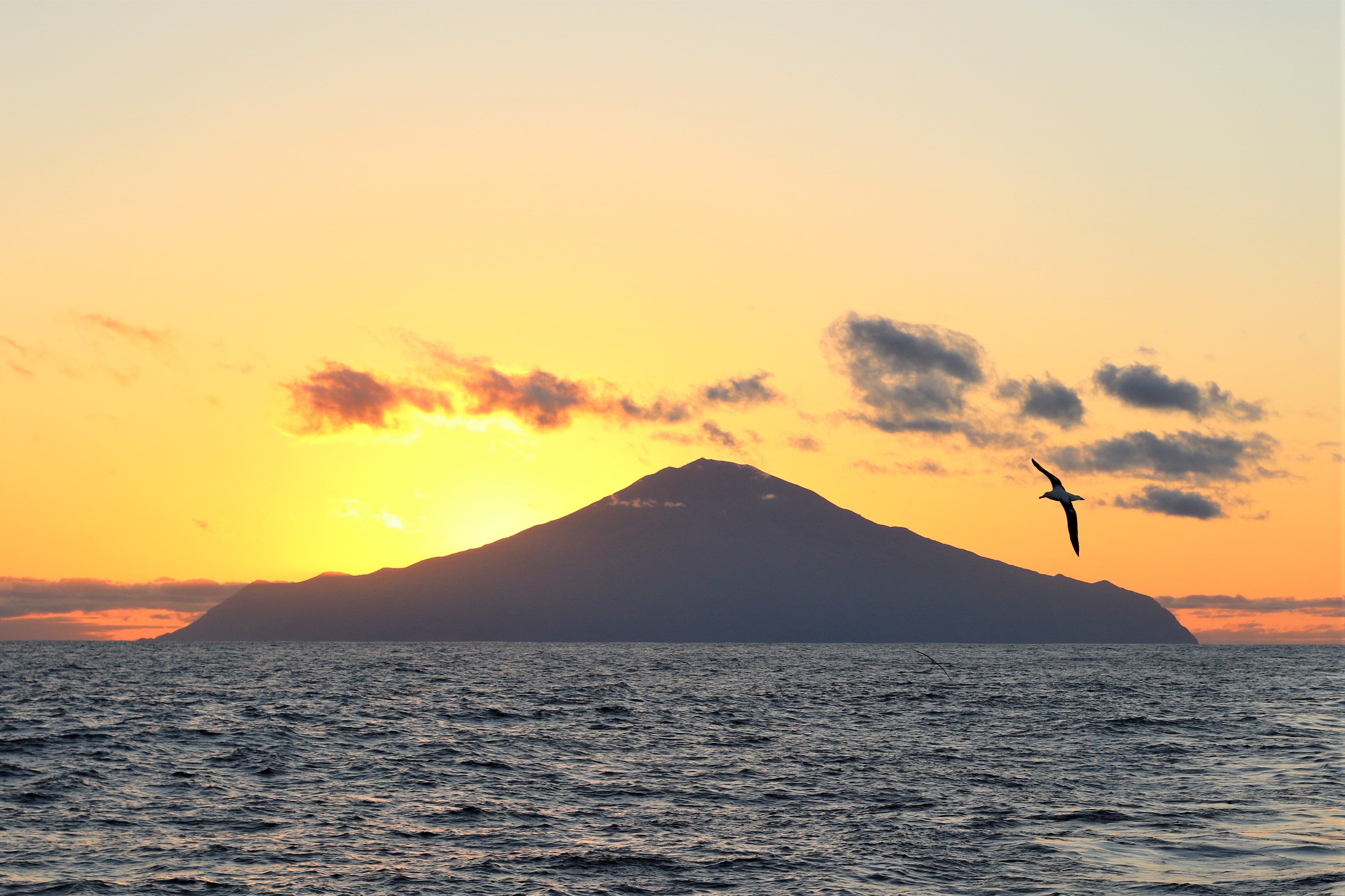 The isolated archipelago of Tristan da Cunha is home to many marine creatures that are globally threatened&nbsp;