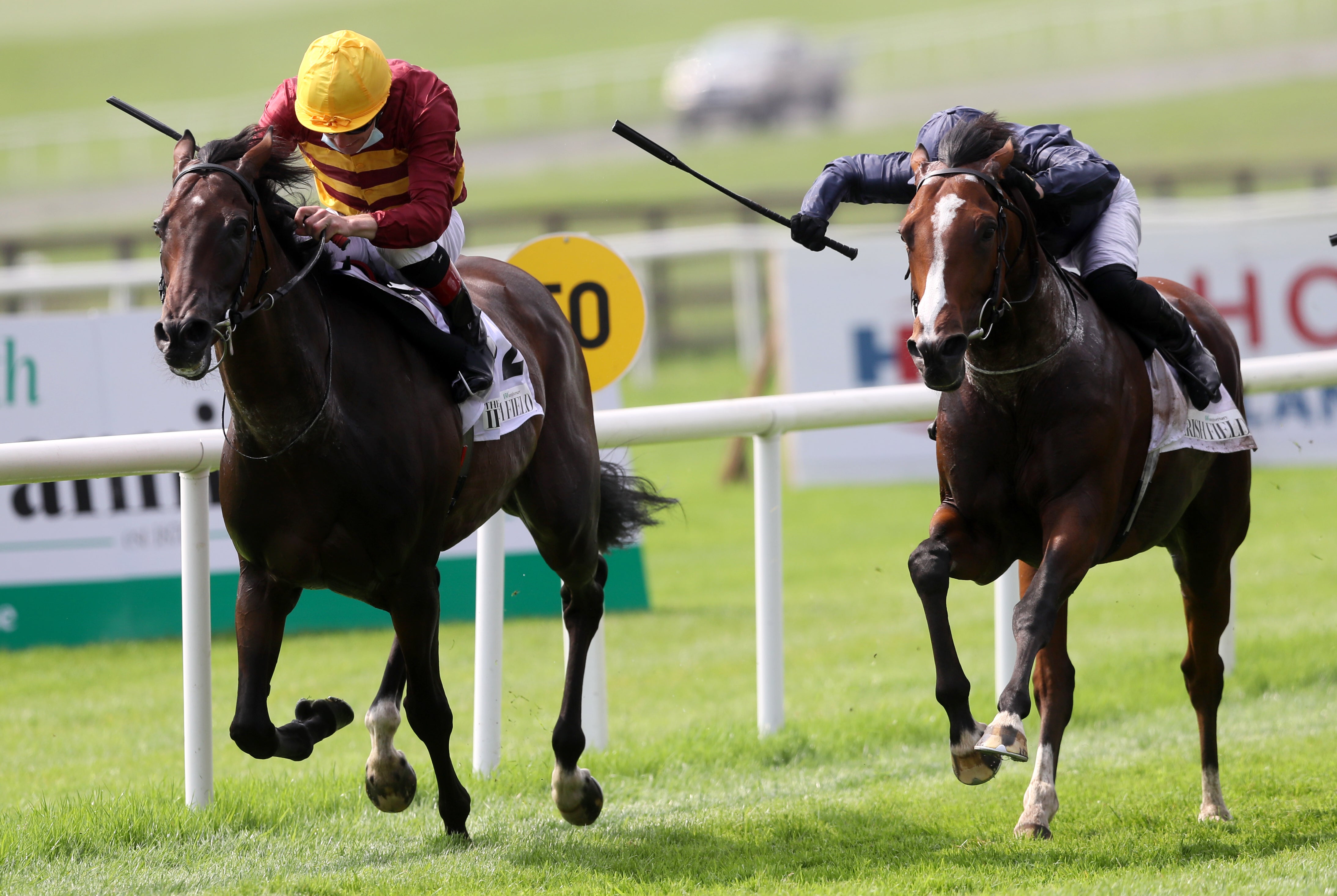 The study looked at the “capacity of horse skin to detect pain when directly compared to human skin”