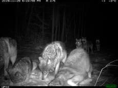 Wolves preying on beavers in Minnesota reshape wetlands