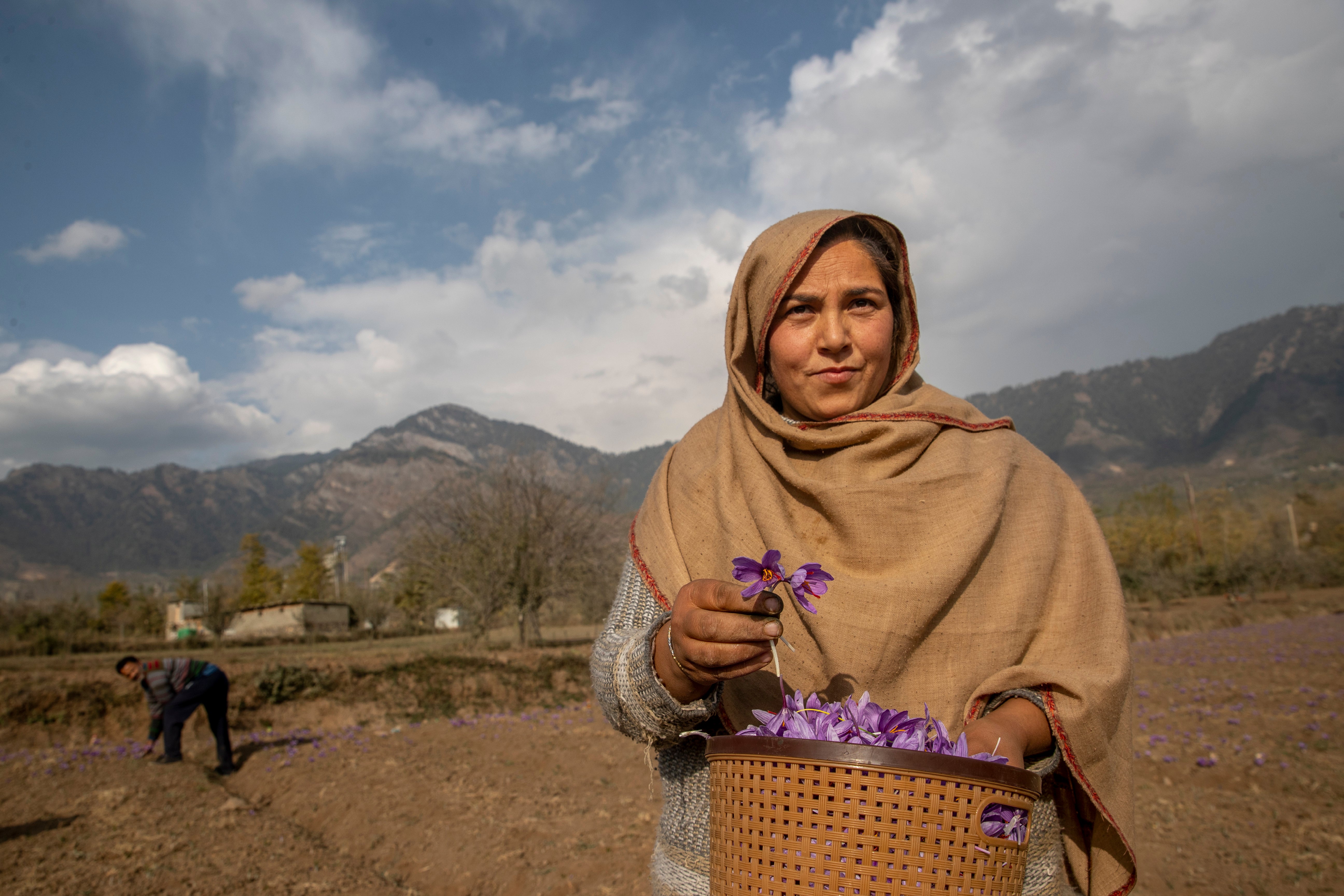 India Kashmir Saffron Photo Gallery