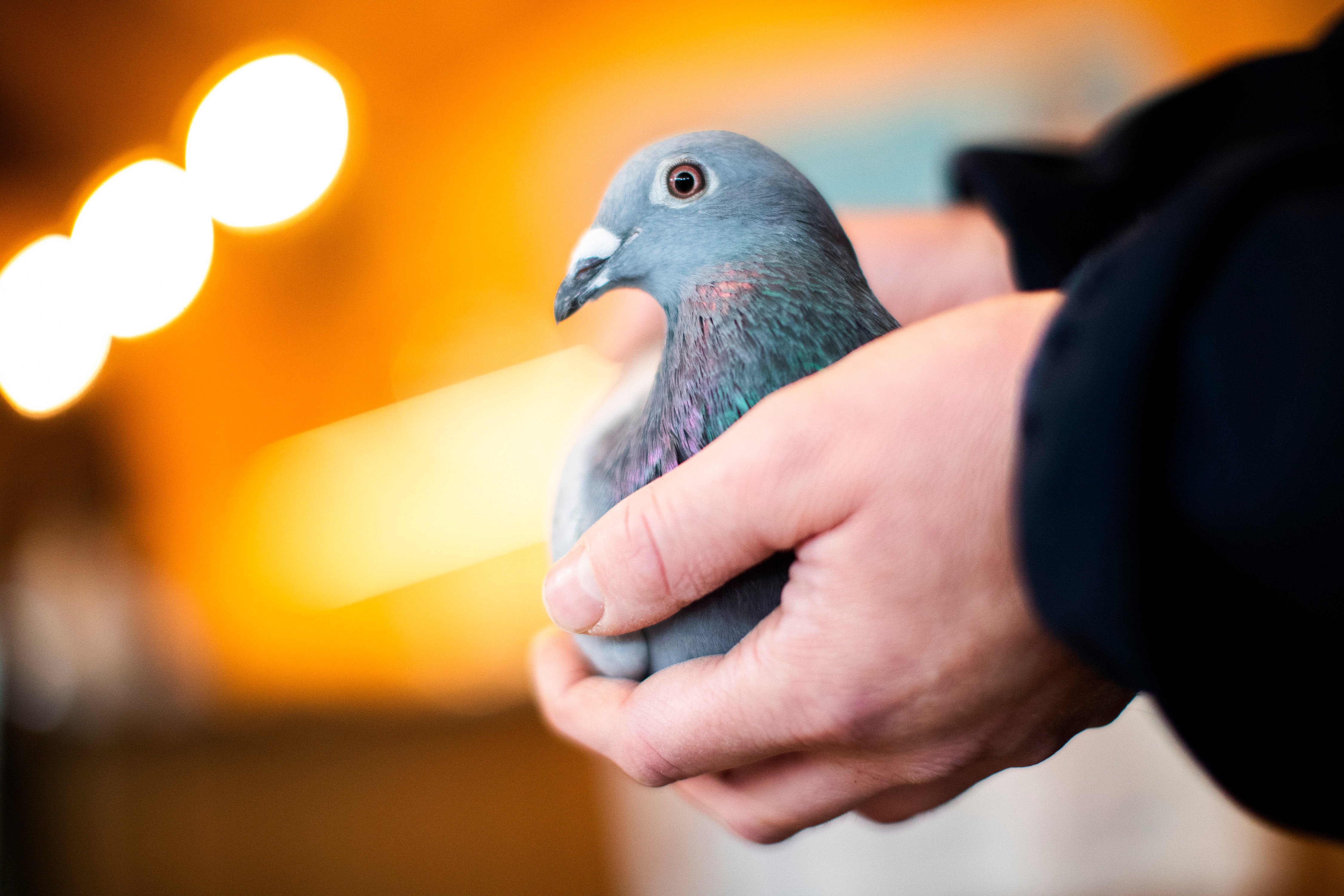 Belgium Record Pigeon