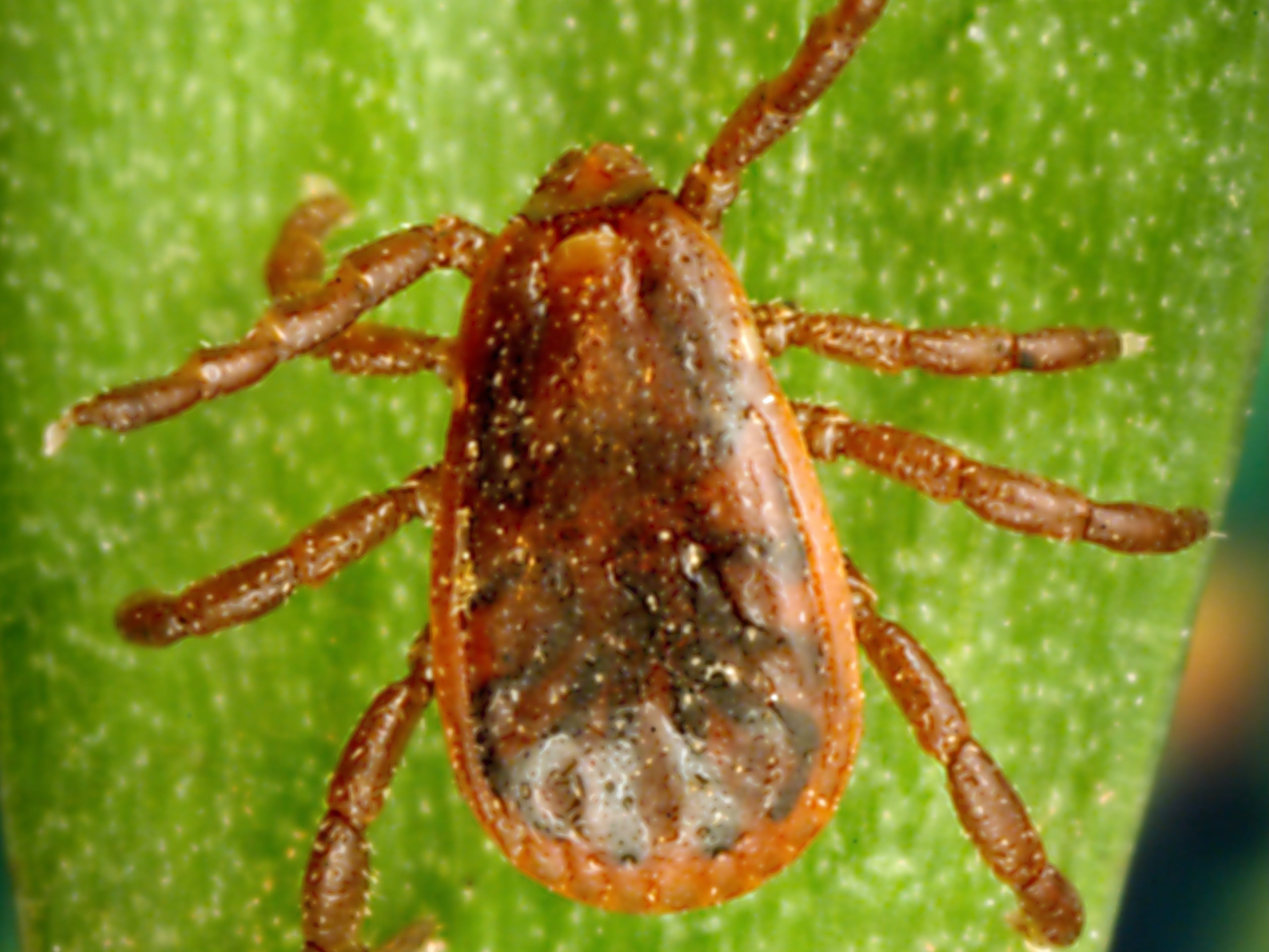 Brown dog ticks can carry potentially fatal disease