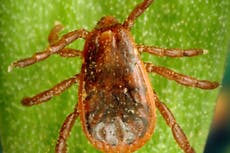 Ticks choose humans over dogs in hot weather, study finds