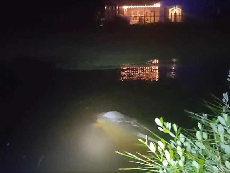 Matt Hathaway of Flagler Beach was shocked to catch the large animal swimming in his garden snacking on his grass