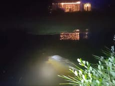 Florida man finds manatee snacking on grass in flooded back yard after storm Eta