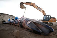 Marine biologists probe mystery illness after spike in dead whales