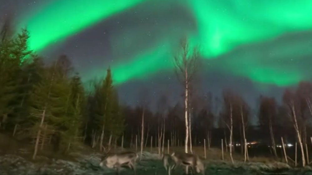 Northern lights: Timelapse video shows reindeer grazing beneath the Aurora Borealis