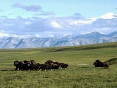 Trump’s sale of Arctic refuge drill rights labelled an ‘epic failure’