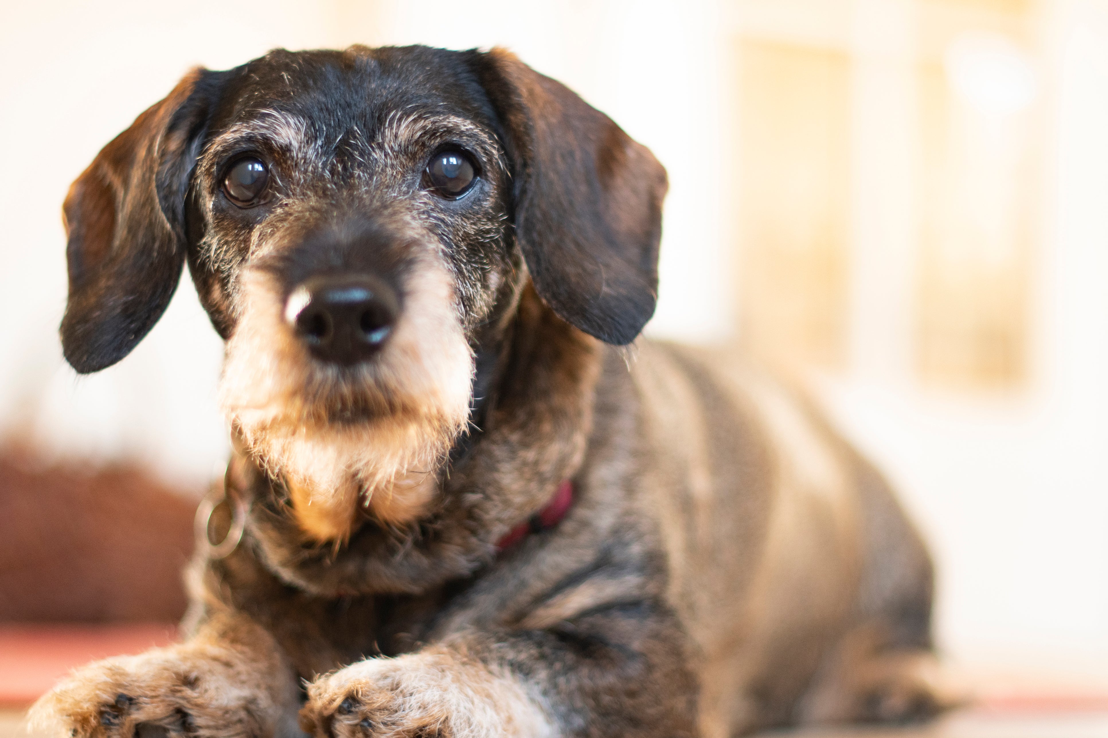 Canines are similar to us in important ways, like how they act during adolescence and old age, and what happens in their DNA as they get older