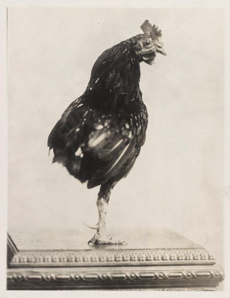 Theodore Roosevelt’s one-legged pet rooster