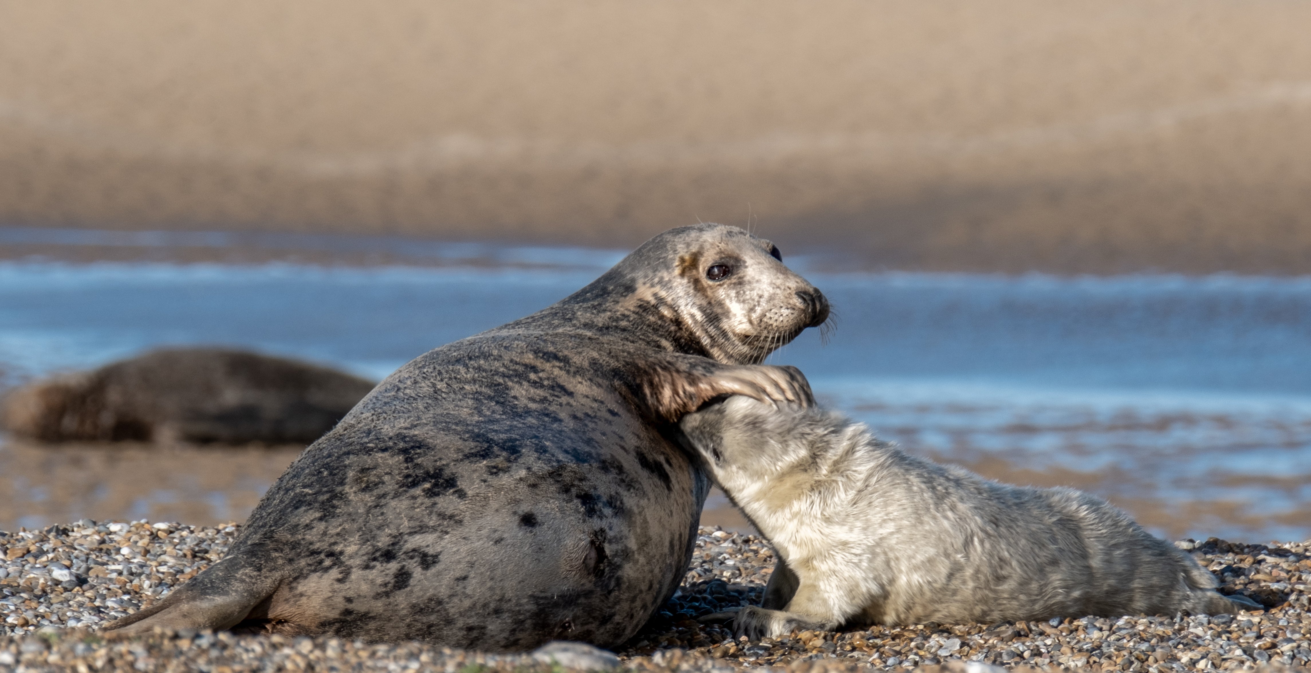 Mother & pup at Blakeney Point, cared for by the National Trust