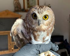 Rocky the Christmas tree stowaway owl returns to the wild