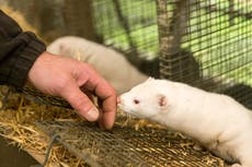 Sweden finds coronavirus in mink industry workers