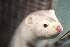 Mink thrown ‘like rubbish’ into gas chambers on Dutch fur farms