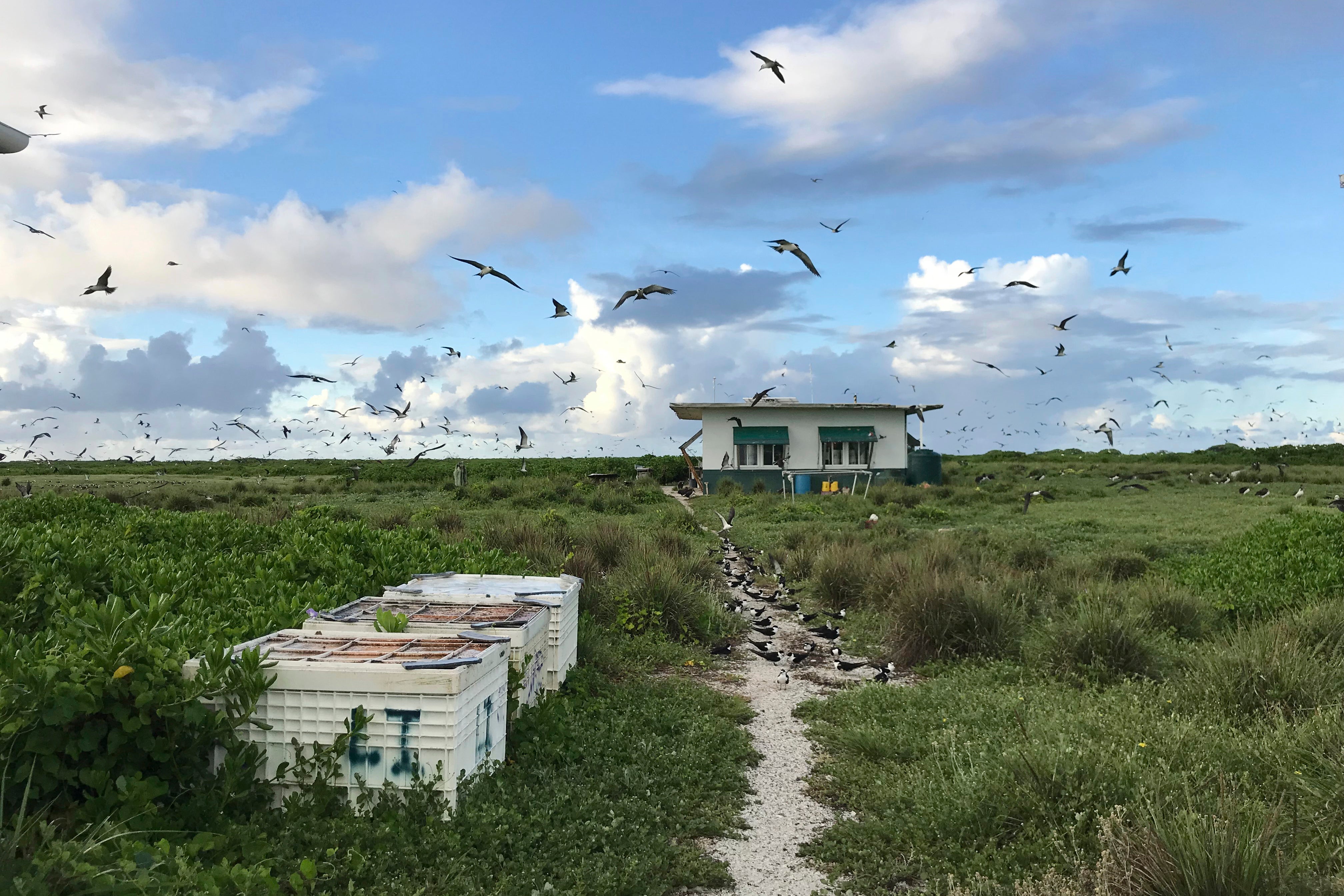 Virus Outbreak Island Isolation