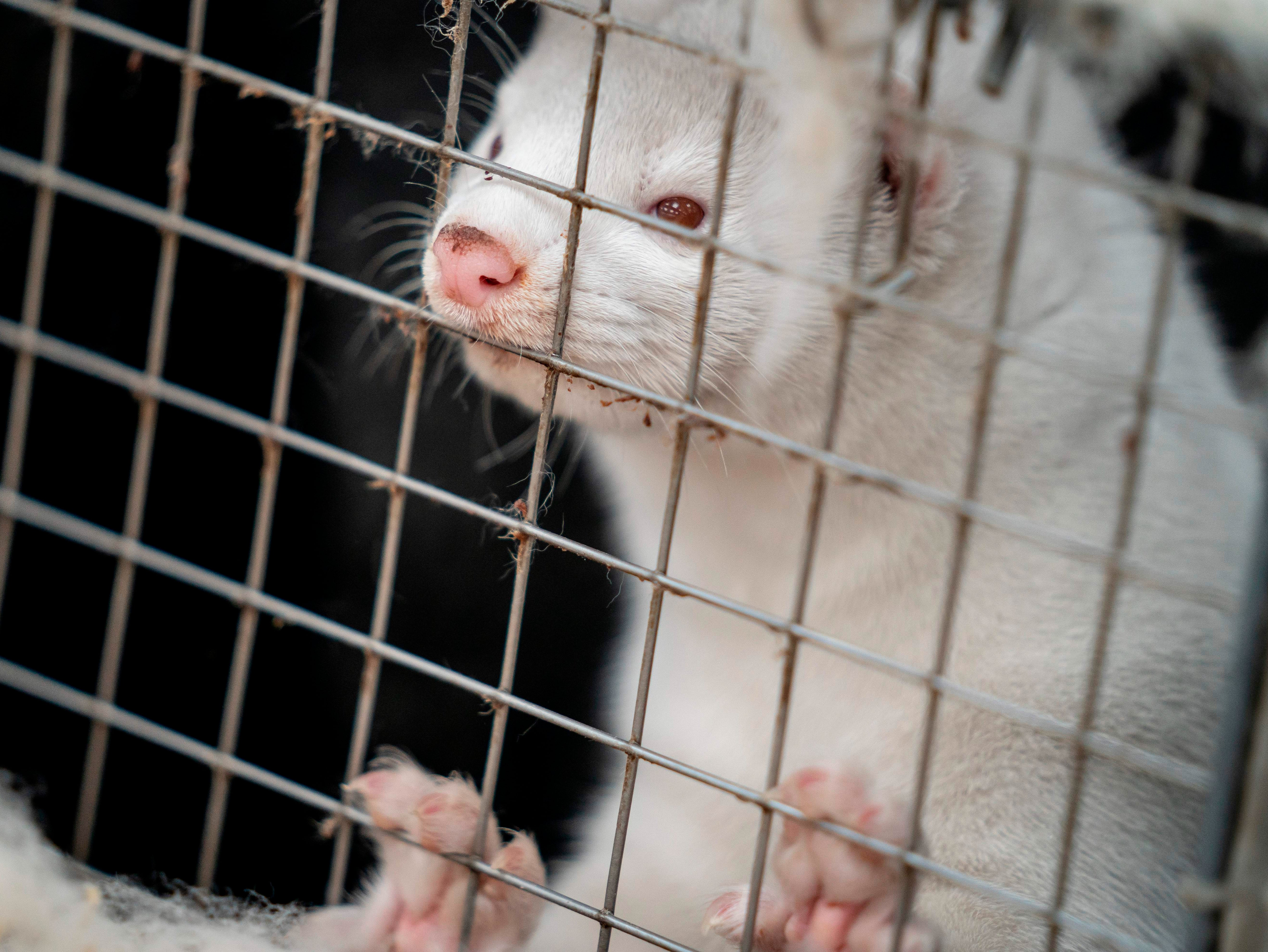 Danish mink are being culled after they were found to have a mutated form of coronavirus that spread to humans