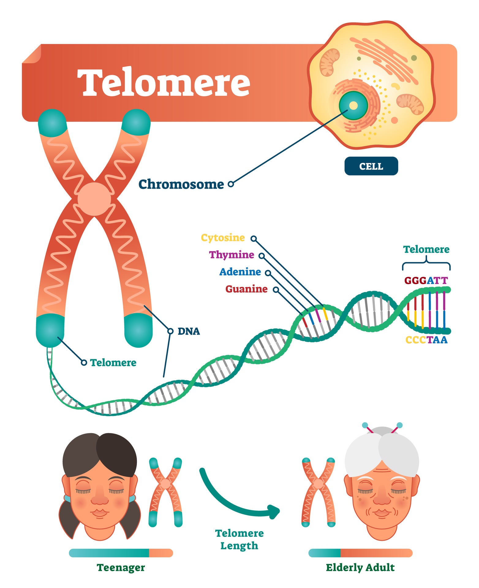 Telomeres shorten as a person gets older