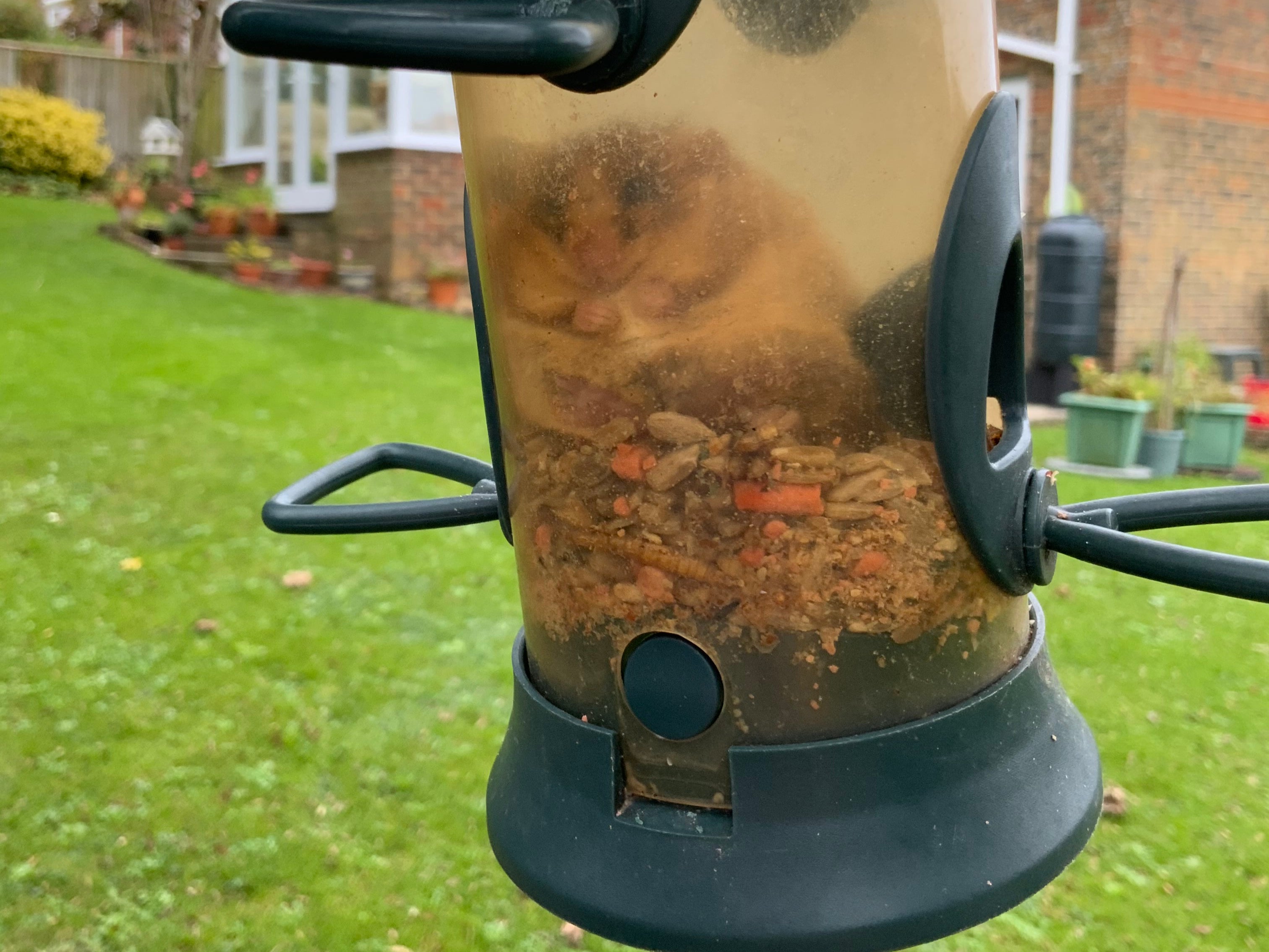 A fat dormouse was found trapped - but unharmed and unperturbed - inside a bird feeder, where he had been ‘plumping up’ for hibernation