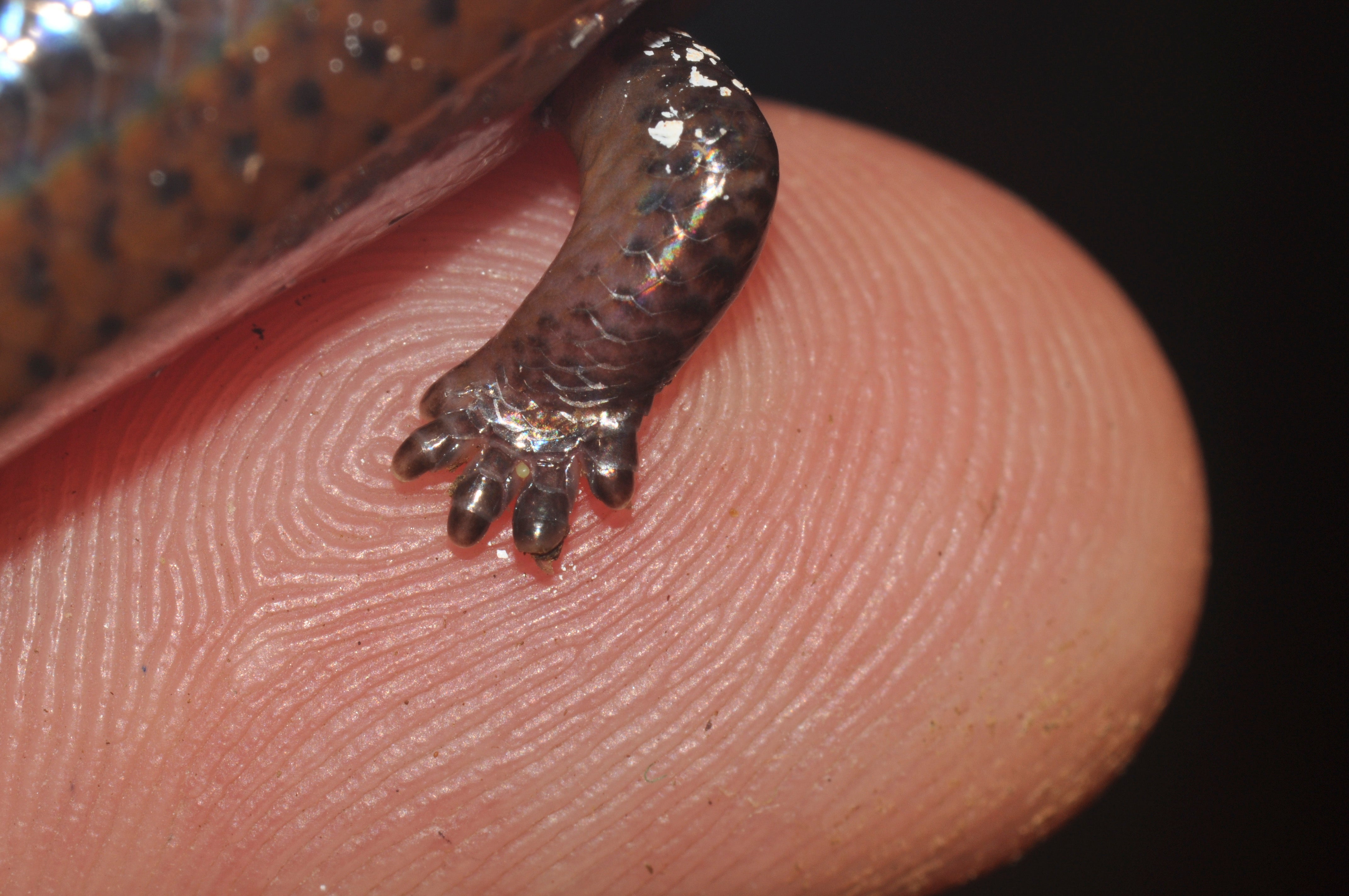 The limb of a Brachymeles boulengeri skink