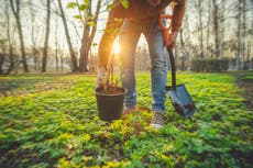 Tree planting in England ‘below level needed to tackle climate crisis’