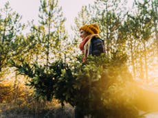 Christmas tree shops are allowed to open during lockdown