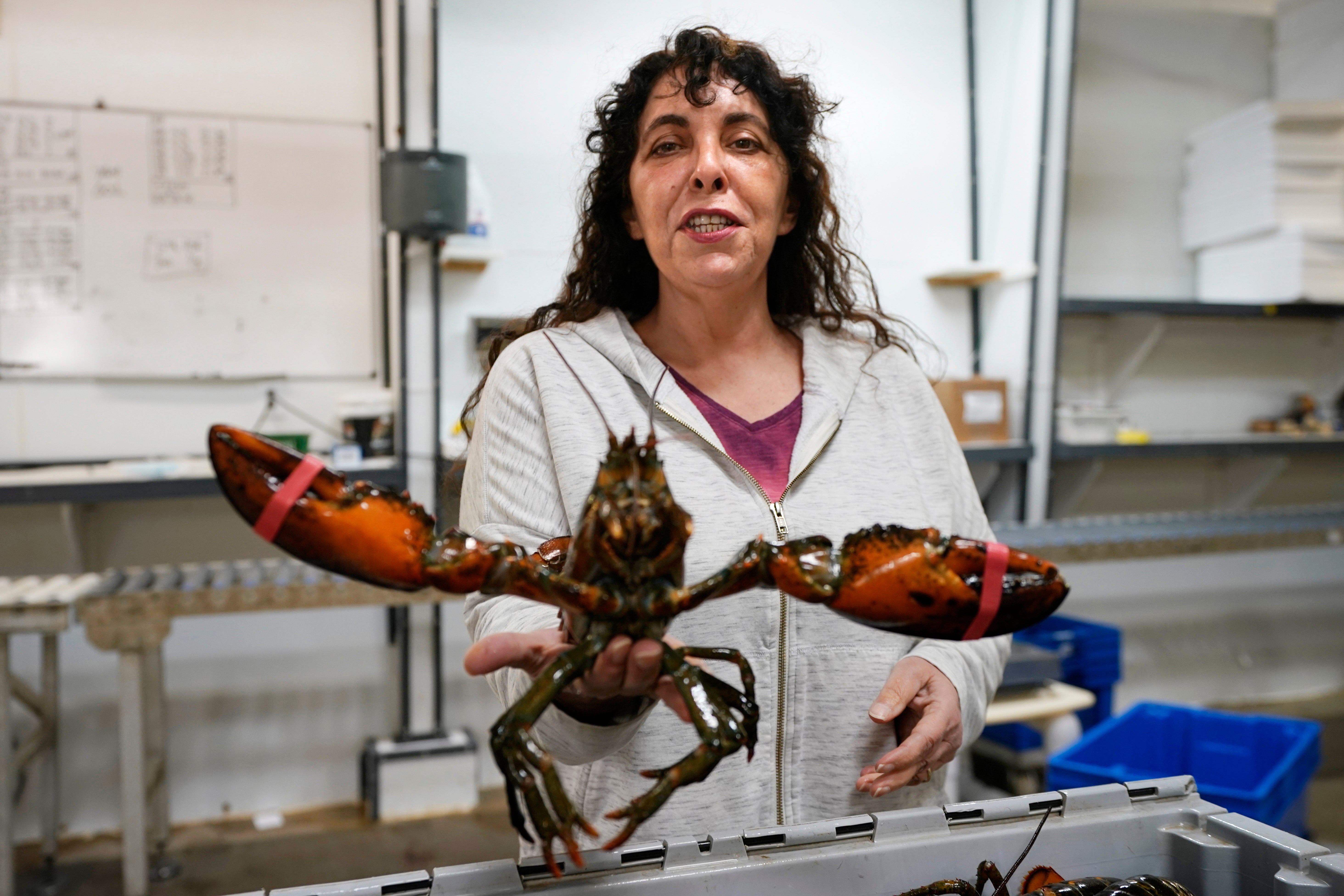 Election 2020 Maine Lobsters