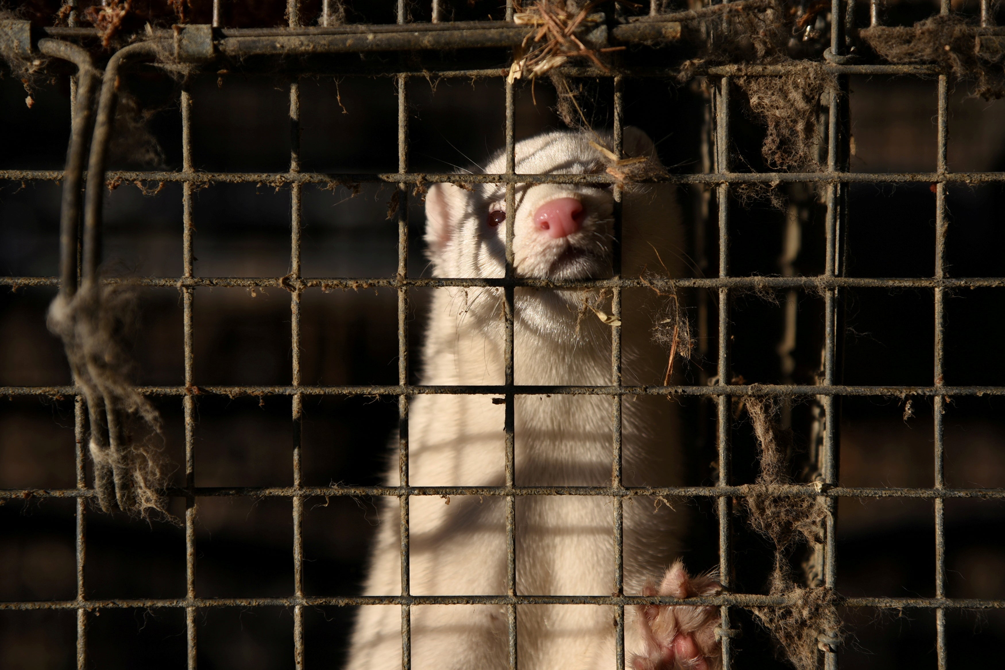 A mink is seen at the farm of the representative of the Panhellenic association of fur animal breeders Konstantinos Chionos in the village of Mikrokastro, Greece, on 14 November 2020.