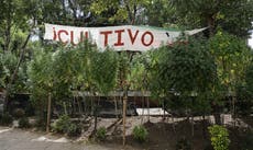 Mexican church decries Senate's marijuana legalization vote