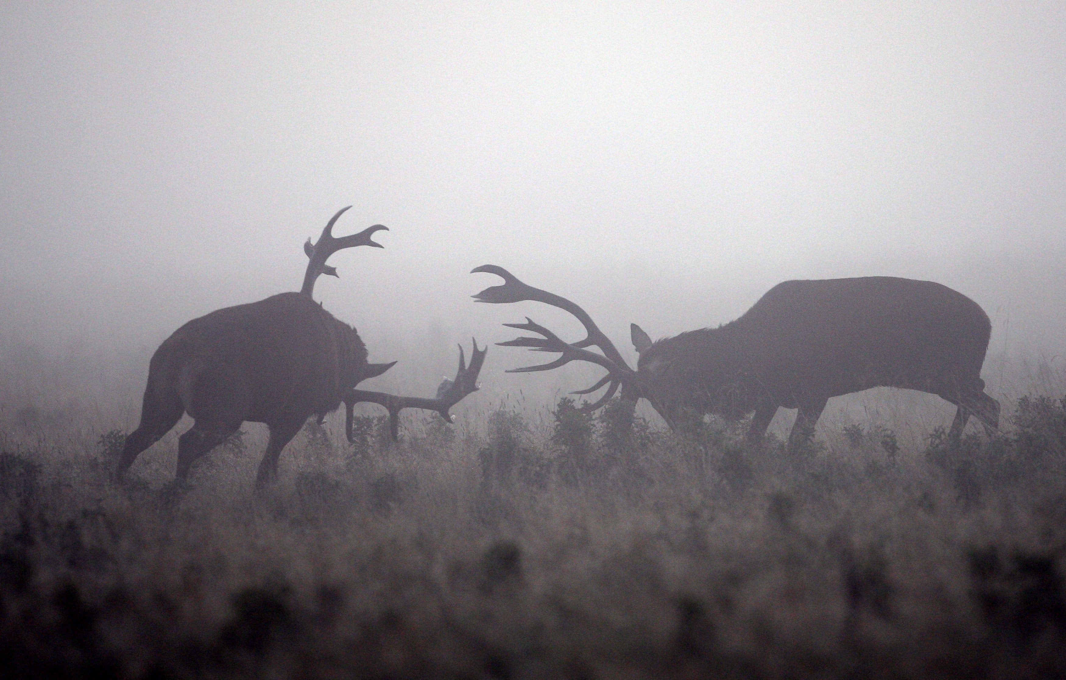 Deer in Richmond Park, London