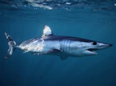 US and EU block plan to protect world’s fastest shark from overfishing