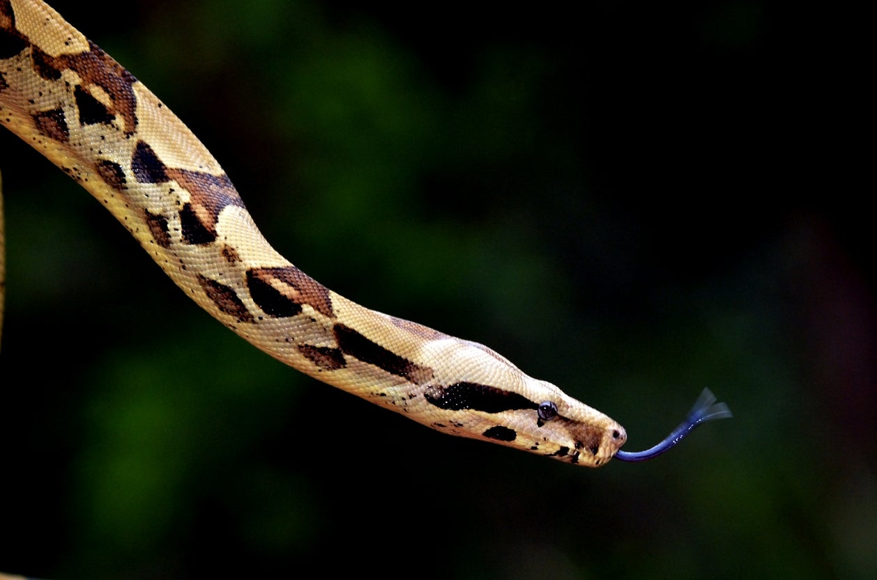 One family said they were “a little scared” after the snake was found in their bathroom