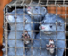 Eight Covid-19 cases found in Polish mink