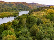 UK’s new tree planting funds just a ‘leaf in a forest’