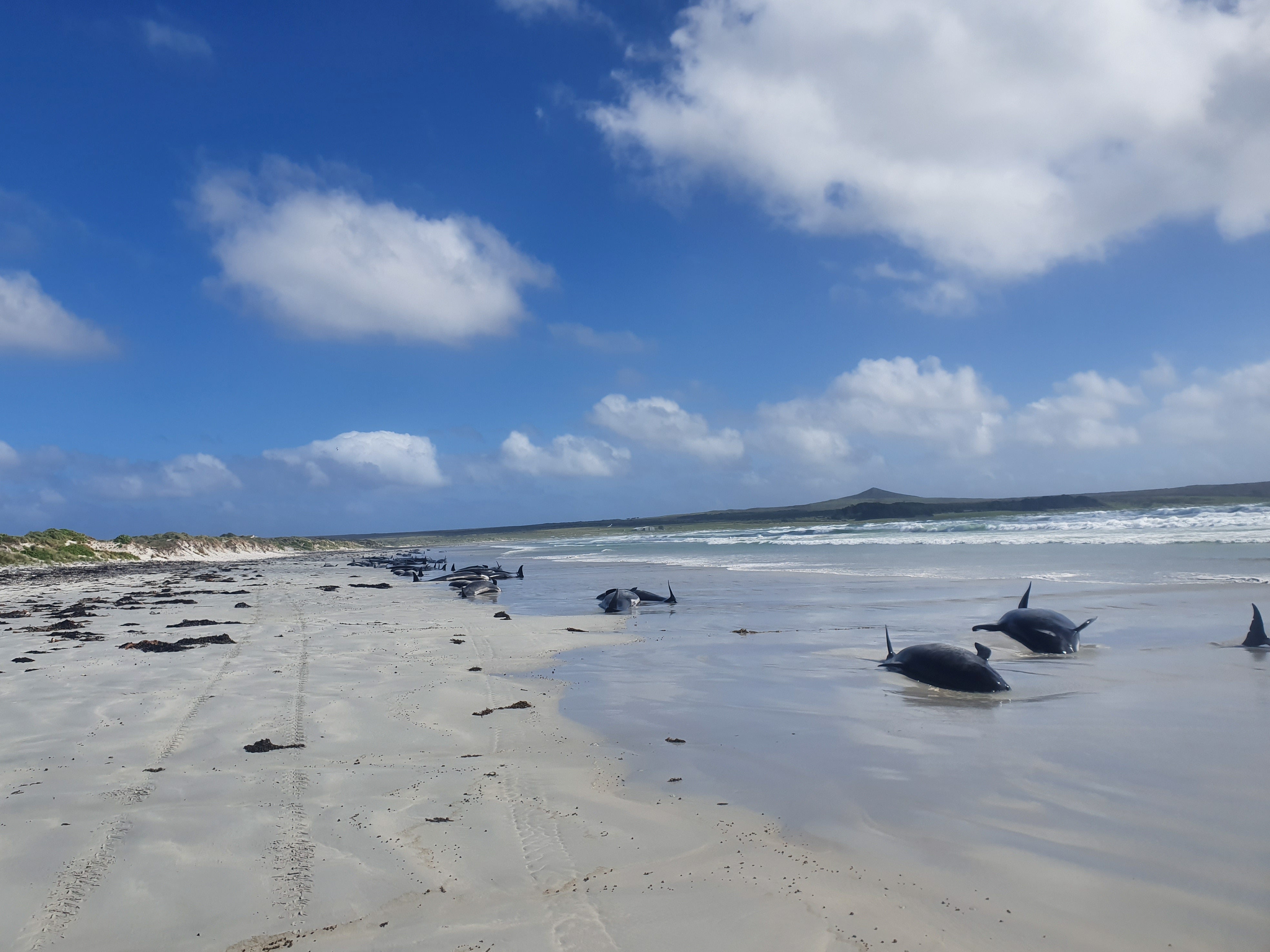 Pilot whales are seen stranded on the beach in Chatham Islands, New Zealand