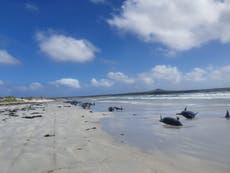 Nearly 100 whales die after mass stranding in New Zealand