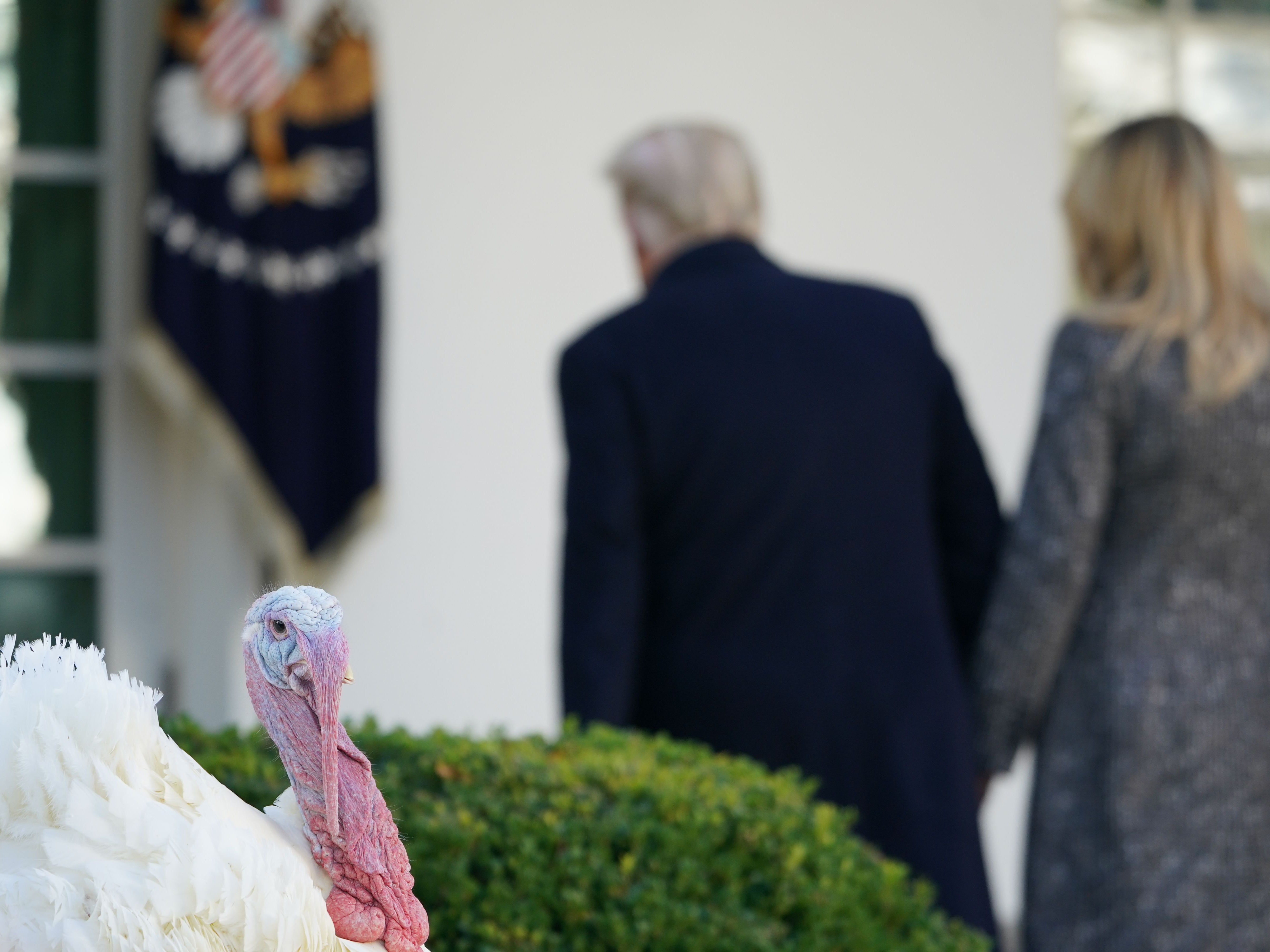 US President Donald Trump and First Lady Melania Trump depart after taking part in the annual Thanksgiving turkey pardon in the Rose Garden of the White House in Washington