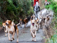 Trail-hunt licences suspended as police examine hunters’ Zoom footage