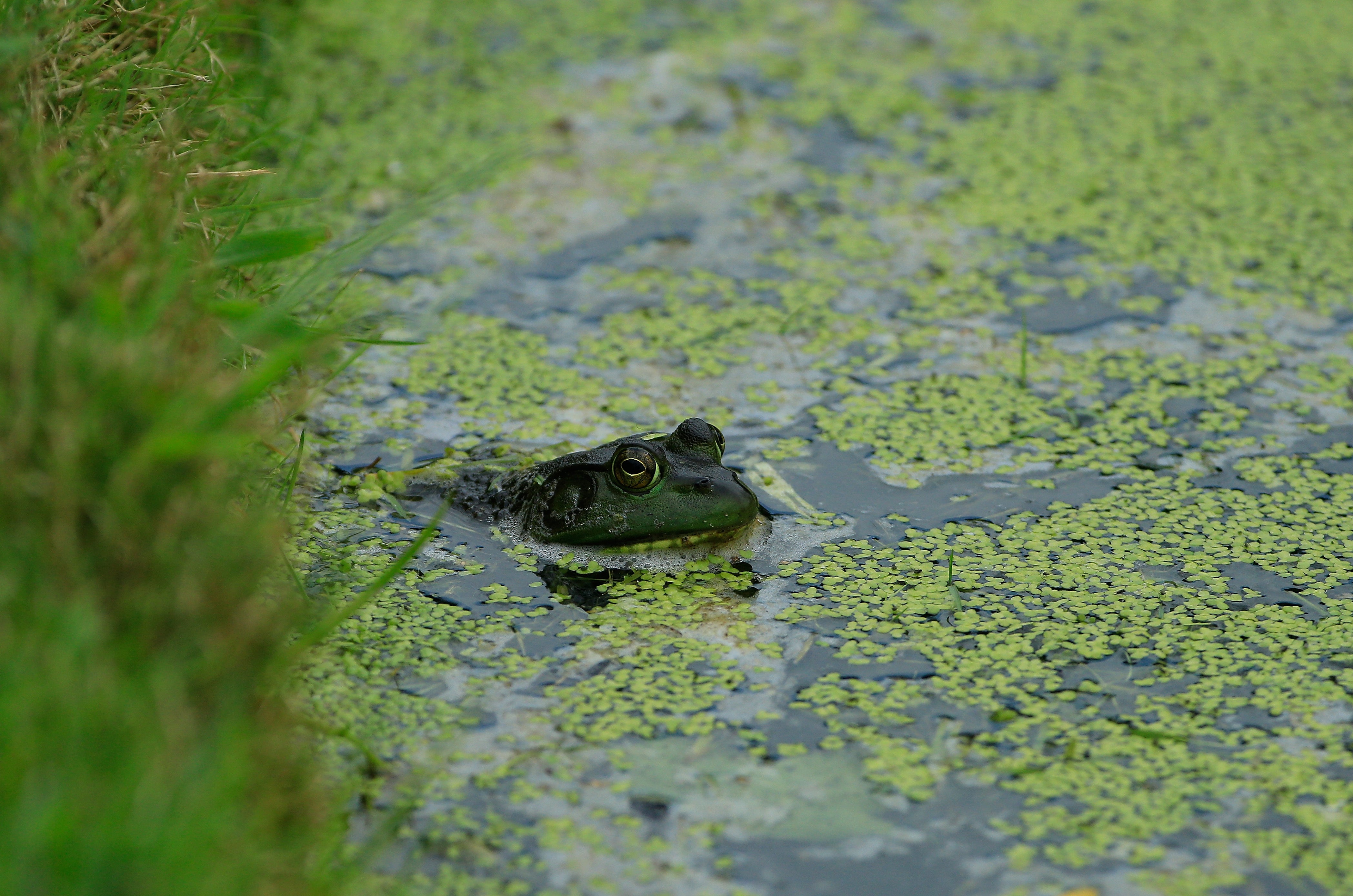 The North American bullfrog poses at threat to native amphibians