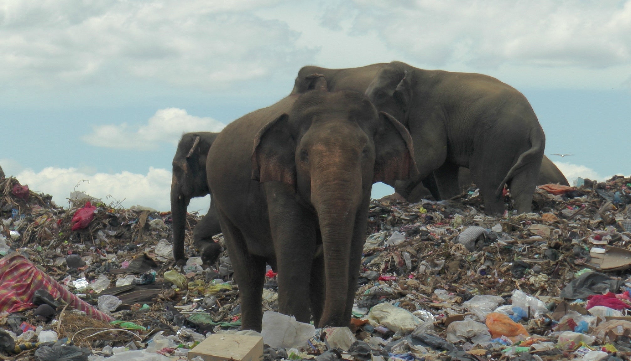 A decade old Ampara landfill was created between an elephant corridor&nbsp;