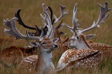 Czech police on the hunt for rifle stolen by deer