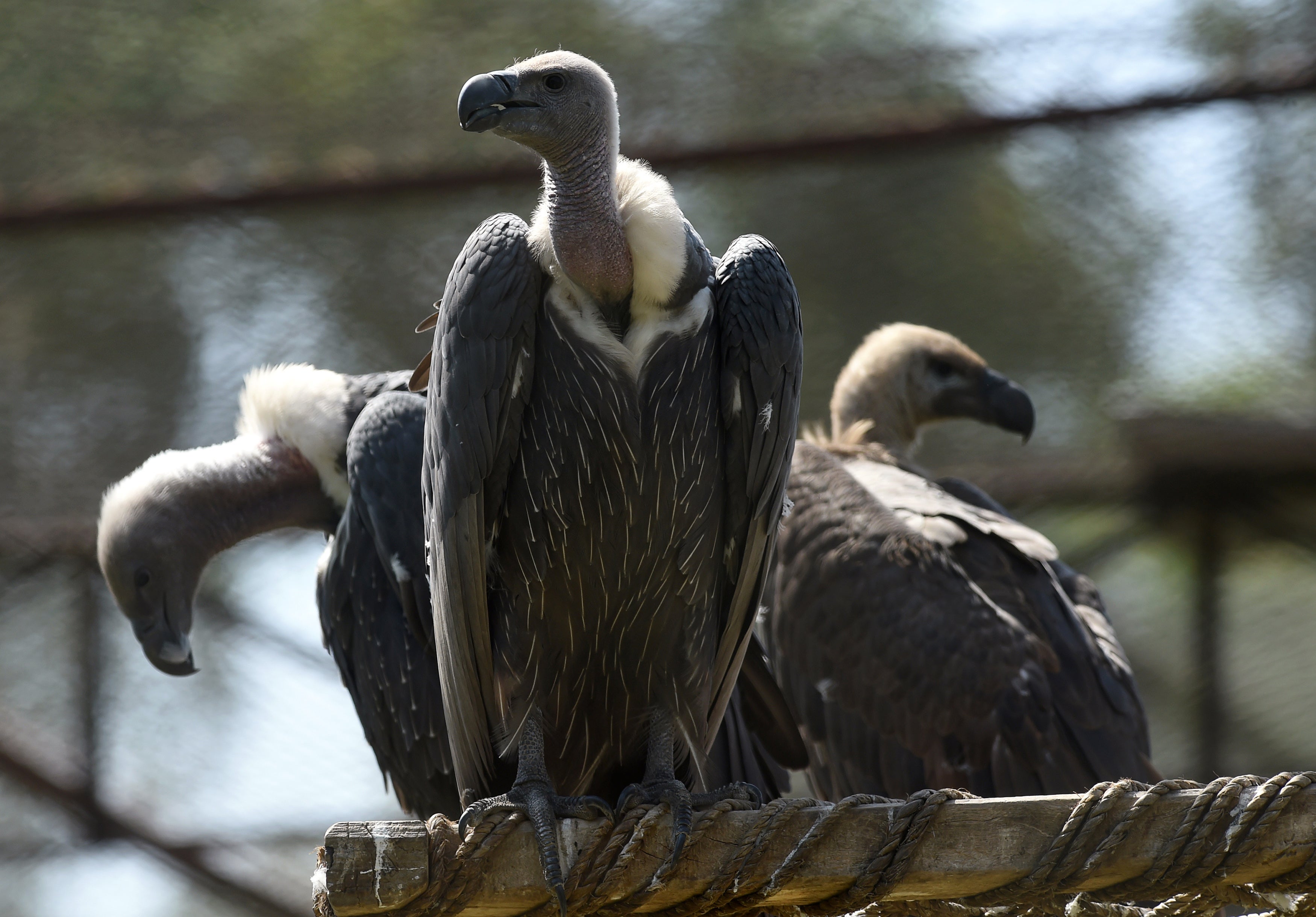 White-backed vultures in their enclosure at the Vulture Conservation Centre run by World Wide Fund for Nature-Pakistan in Changa Manga. The Home Office has been compared to a vulture in a report on young migrants’ experiences within the UK immigration system.