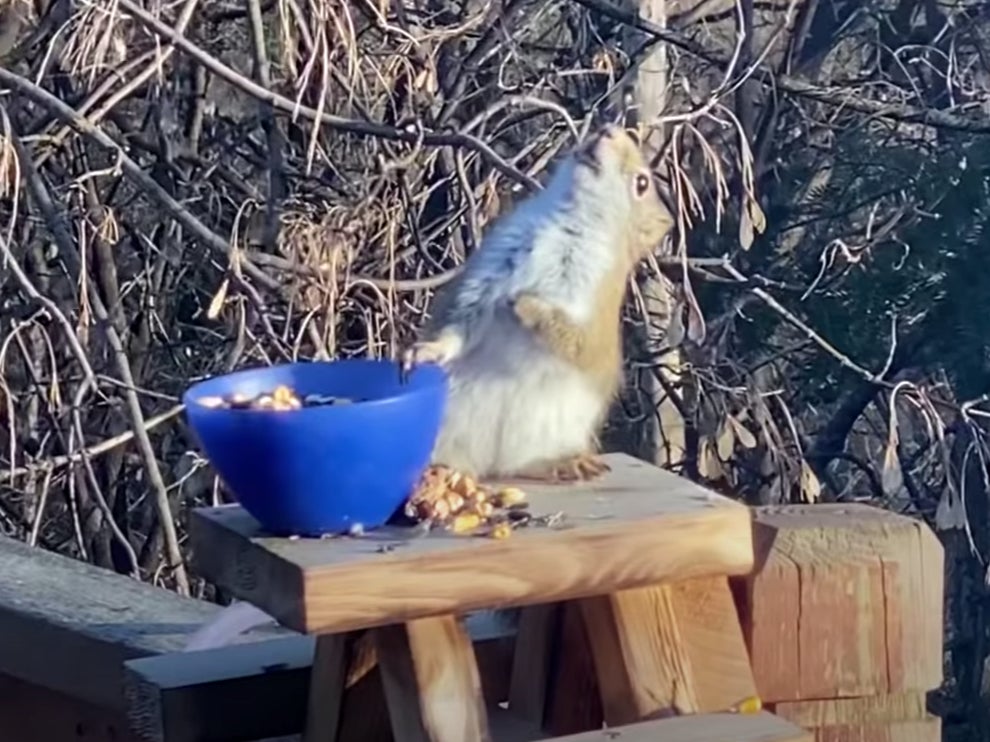 Squiffy squirrel: Rodent gets drunk on fermented pears