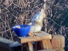 Squiffy squirrel: Rodent gets drunk on fermented pears