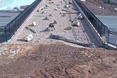 Watch wildlife use sky bridge to cross interstate safely