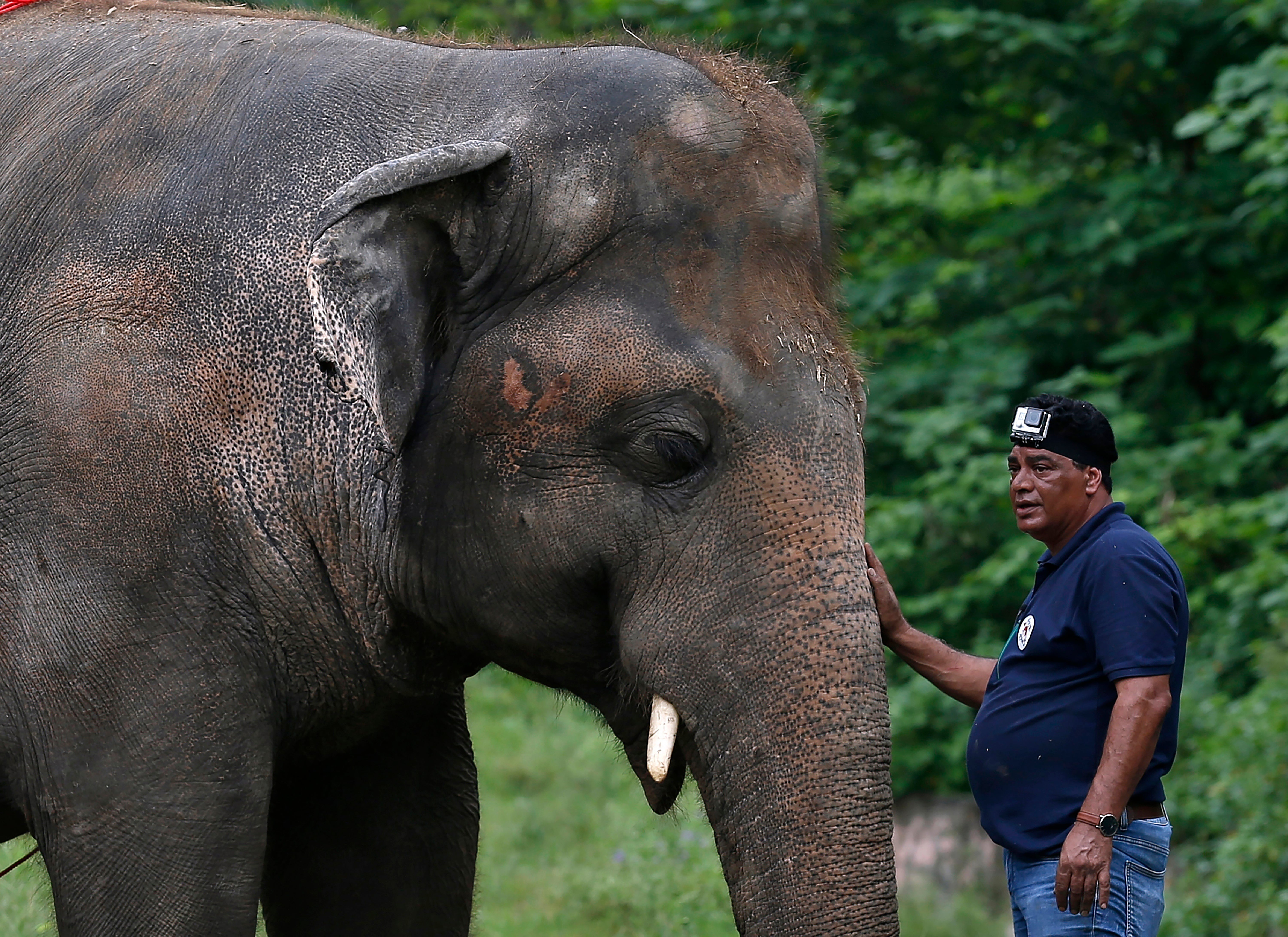 Pakistan Loneliest Elephant