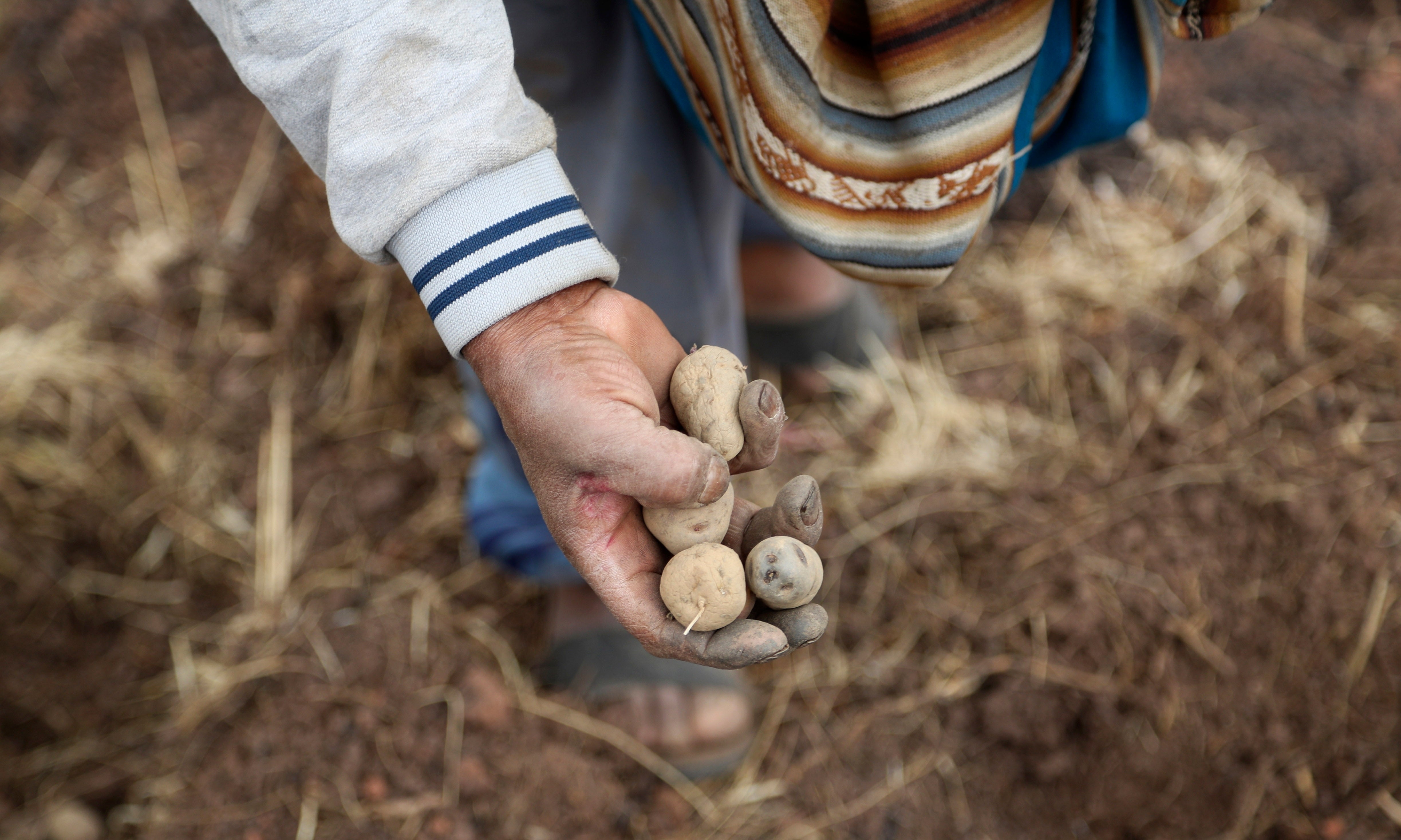 Virus Outbreak Peru - Farmers