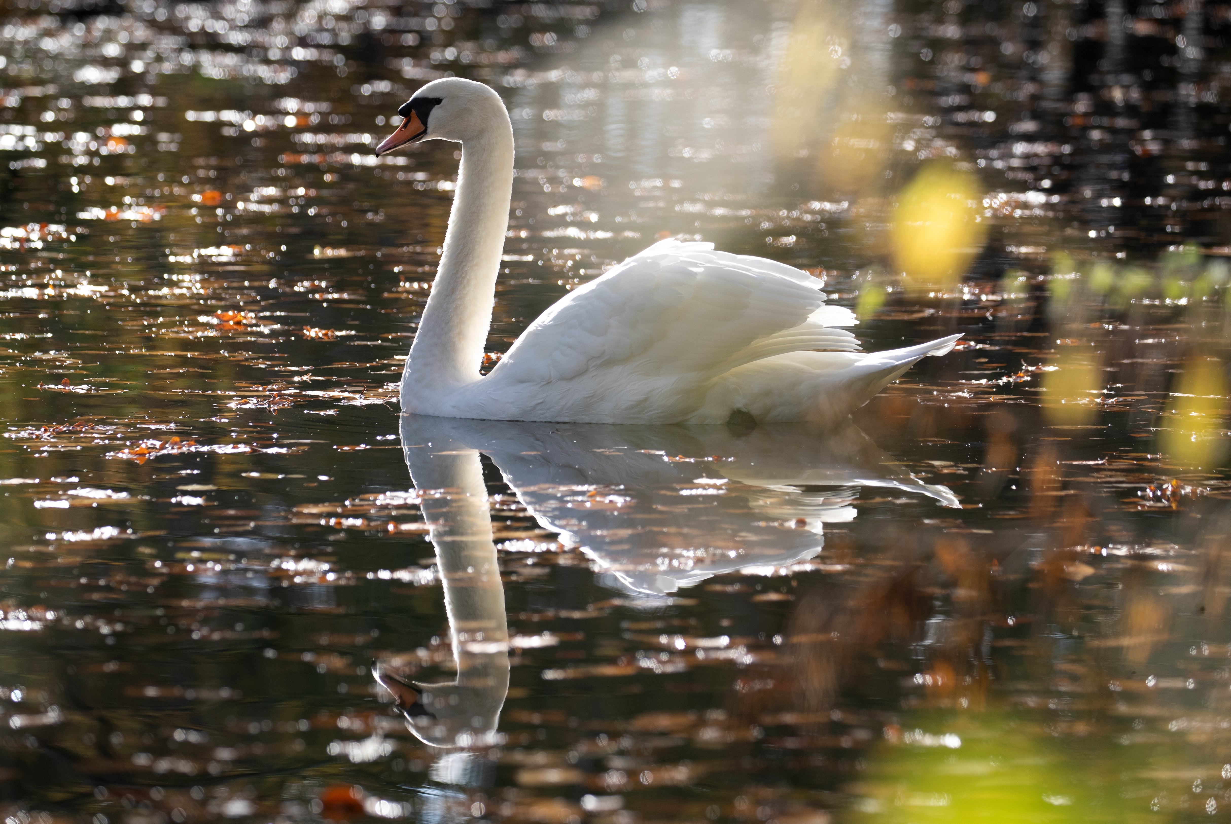 A swan making its way along the Basingstoke canal near to Dogmersfield in Hampshire.