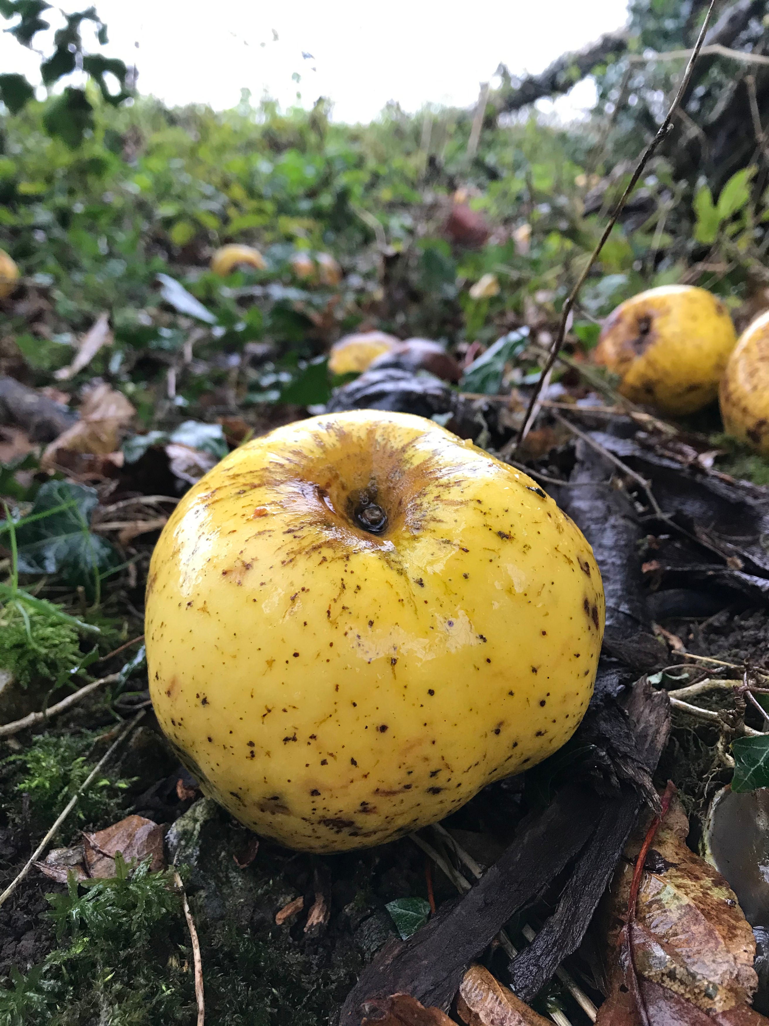 Archie Thomas holding a new variety of apple which he discovered on a wooded trackway